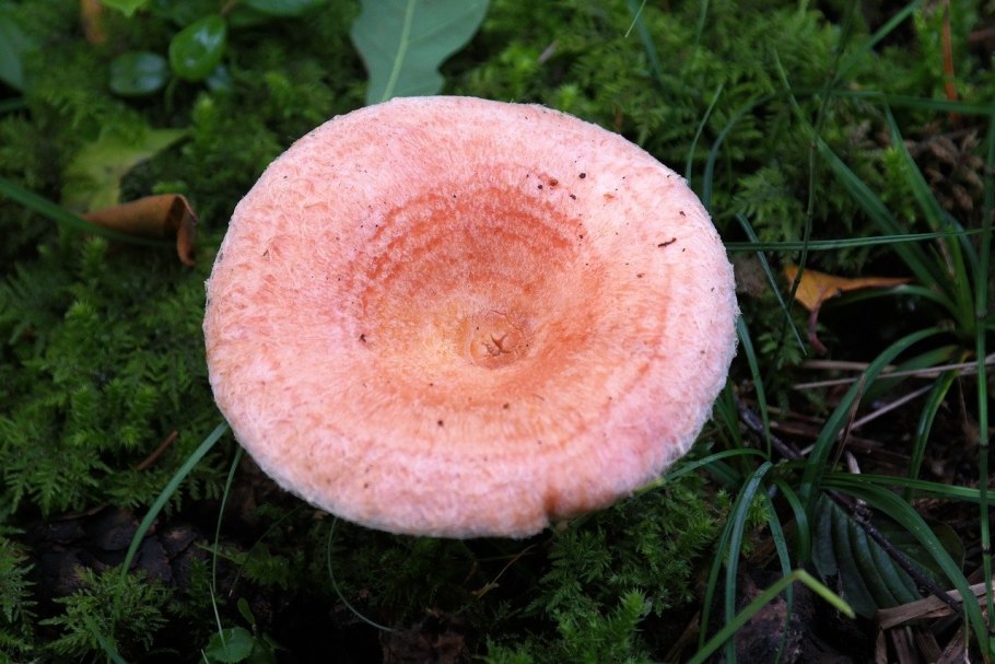 Груздь жёлтый Lactarius scrobiculatus