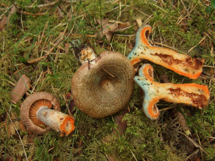 Lactarius fennoscandicus