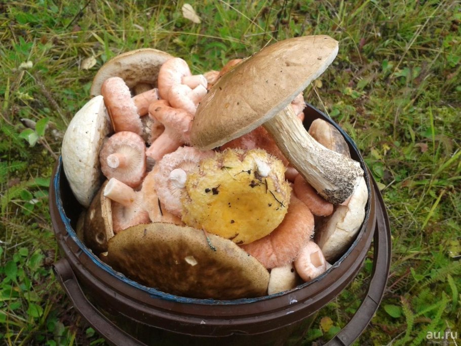 Волнушка диарейная