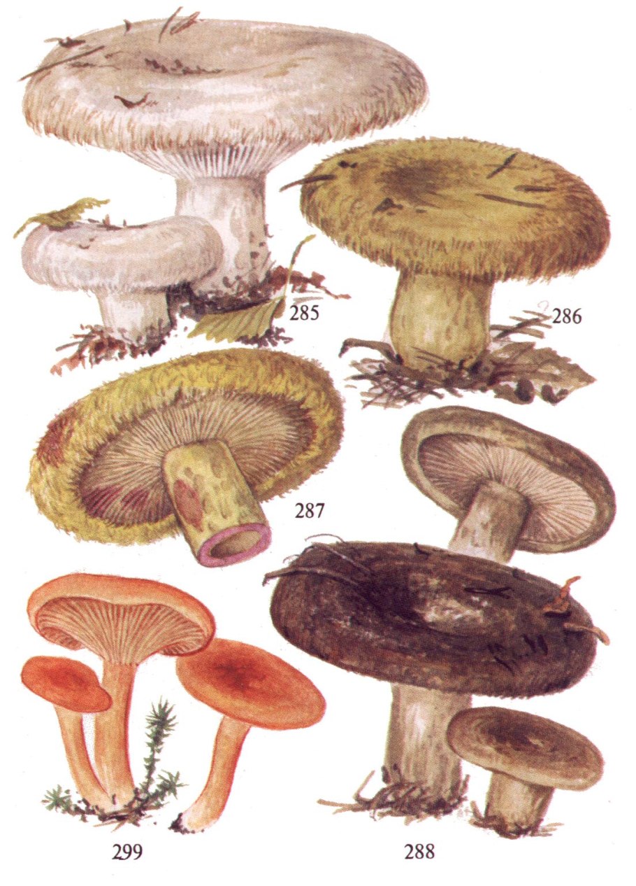 Волнушка белая Lactarius pubescens