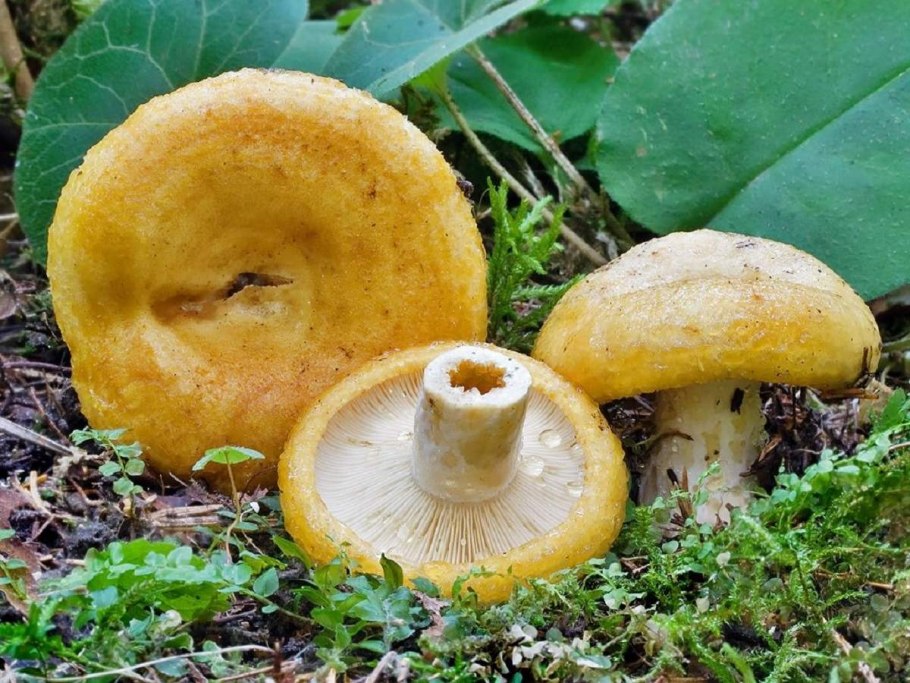Груздь жёлтый (лат. Lactarius scrobiculatus)