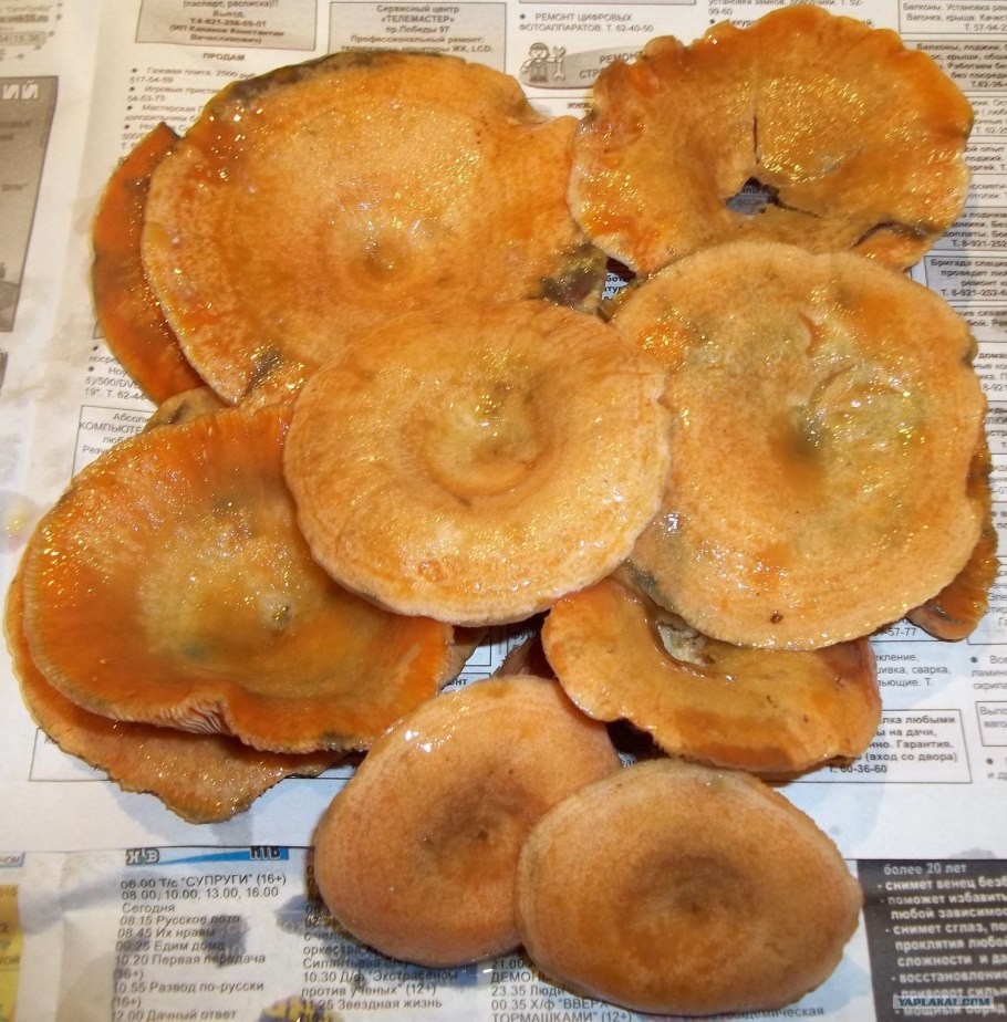 Гриб волнушка розовая