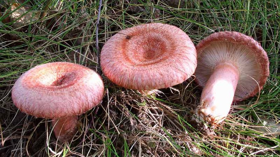 Волнушка Болотная