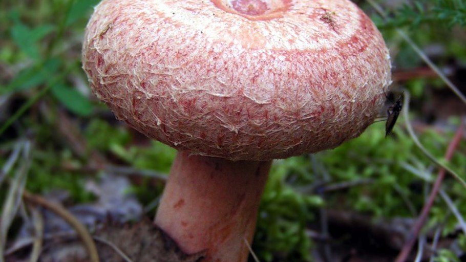 Гриб волнушка розовая