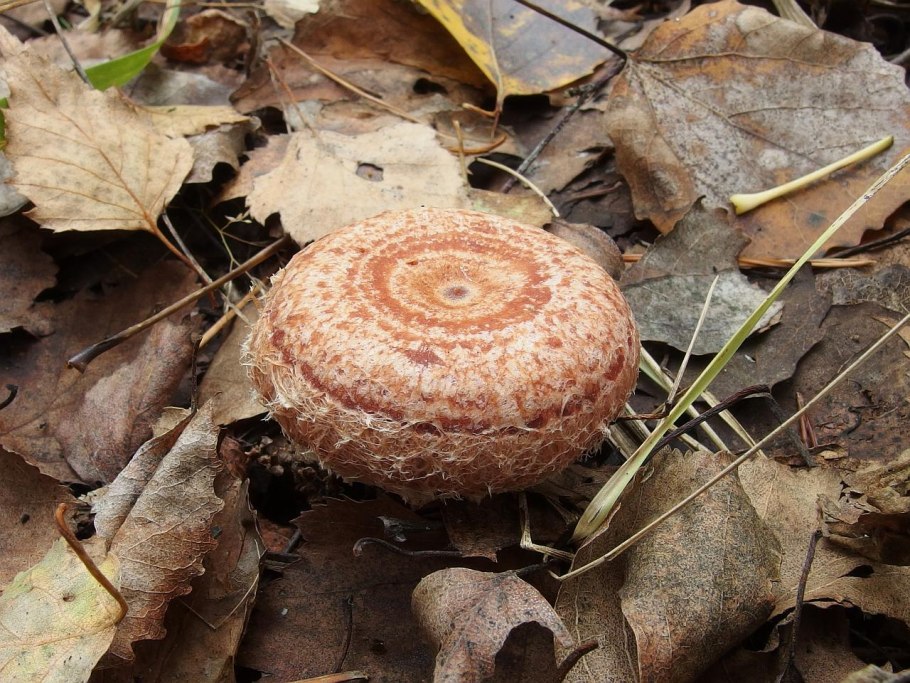 Волнушка розовая фото