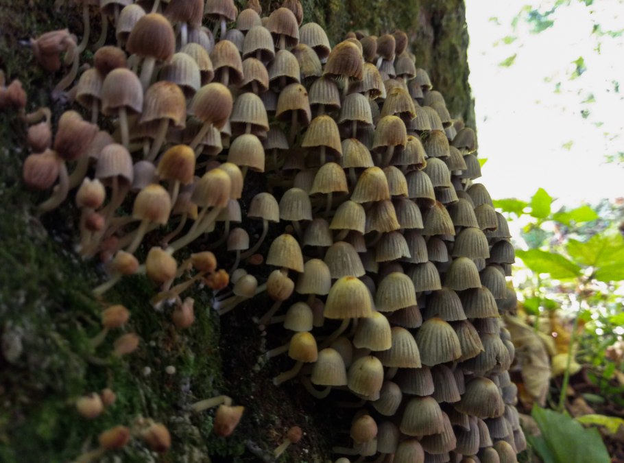 Много маленьких грибов