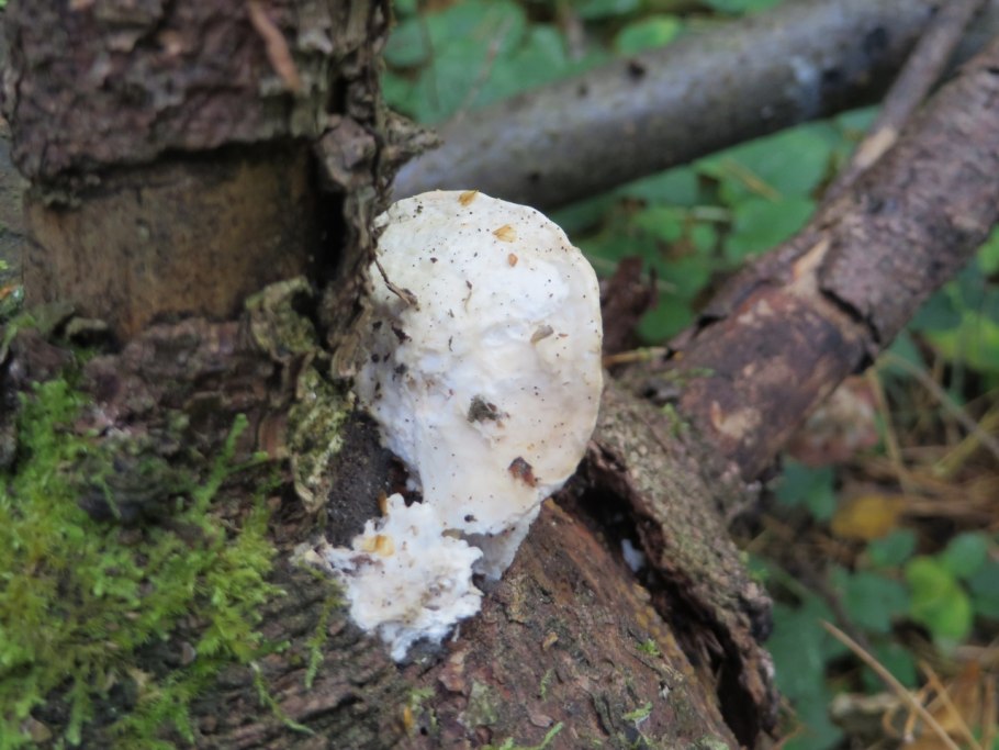 Гриб белого цвета под дубом