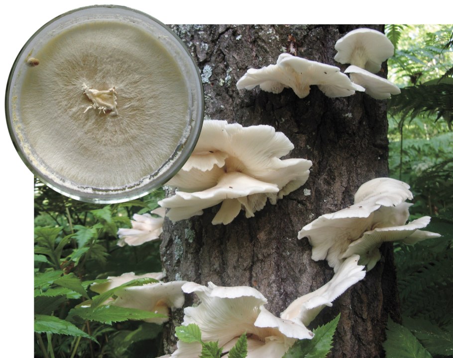 Трутовик и вешенка