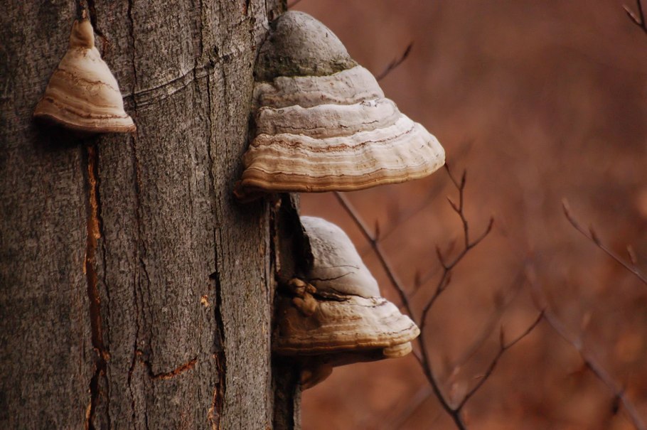 Трутовик настоящий