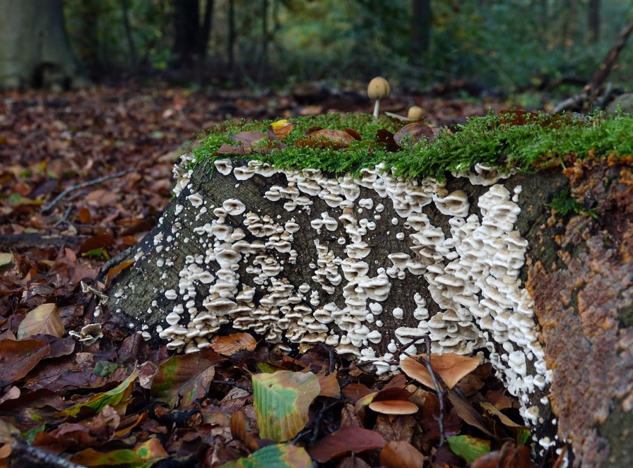Пень обросший грибами