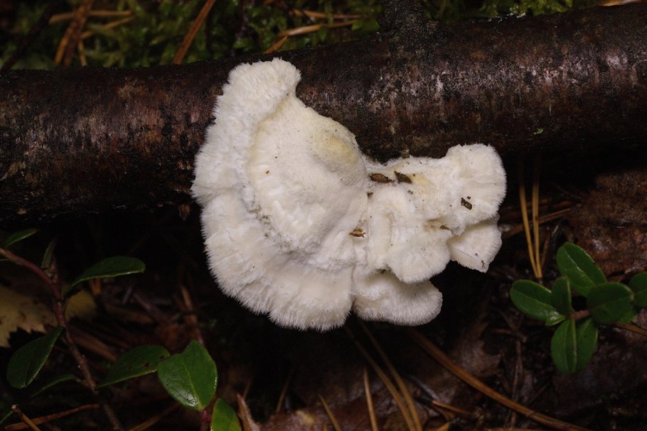 Гриб белого цвета на стволе дерева