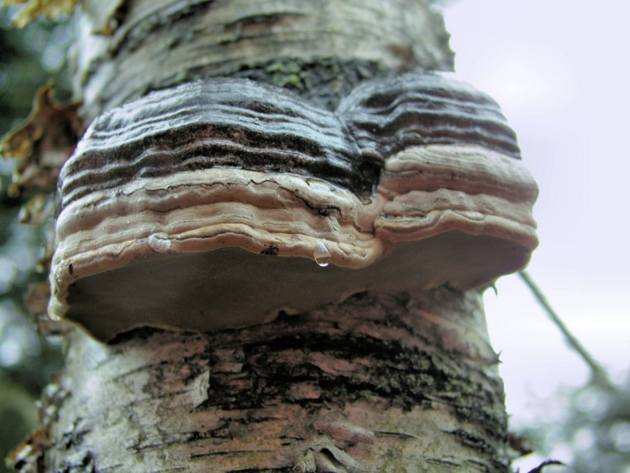 Трутовик настоящий fomes fomentarius