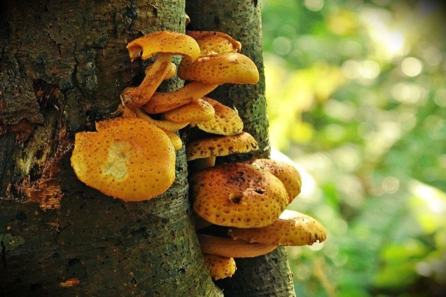 Грибы которые растут на деревьях