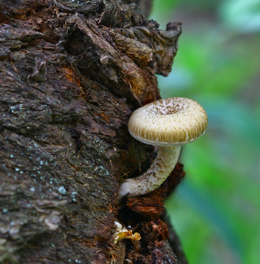 Древесные грибы