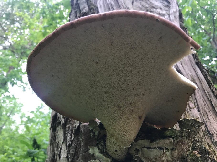 Гриб на дереве трутовик