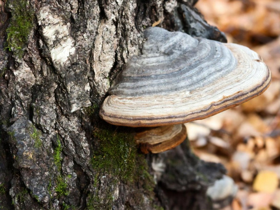 Хорст гриб трутовик березовый 50 г