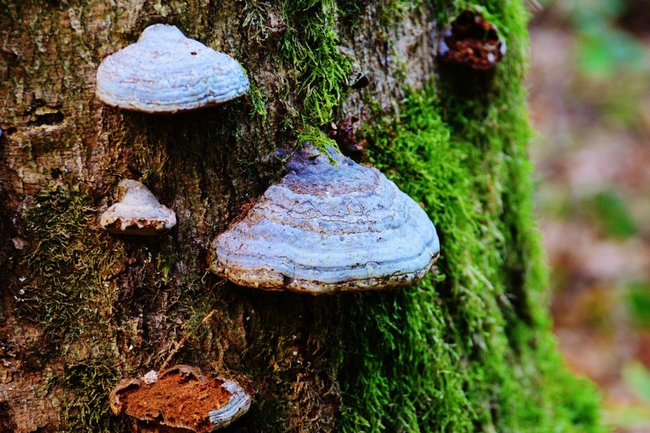 Фунгус древесный гриб