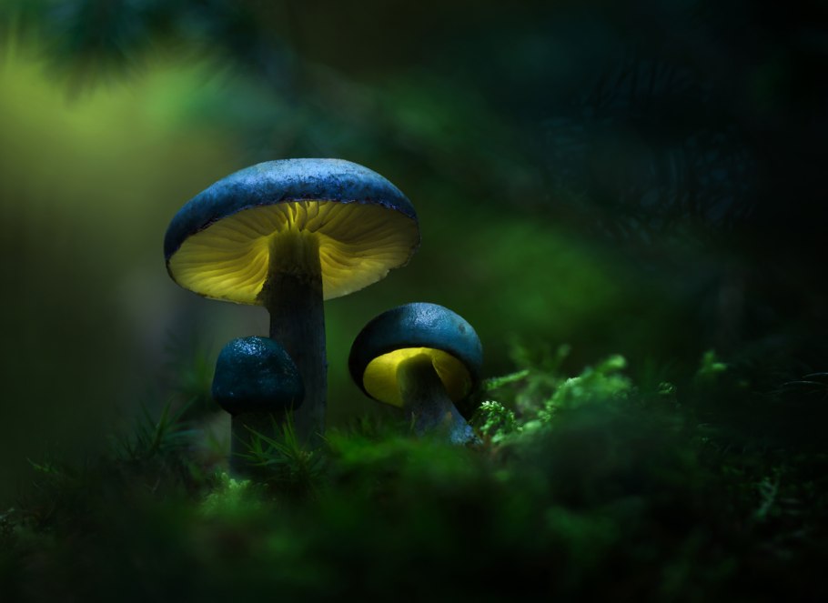 Фосфорицирующие грибы