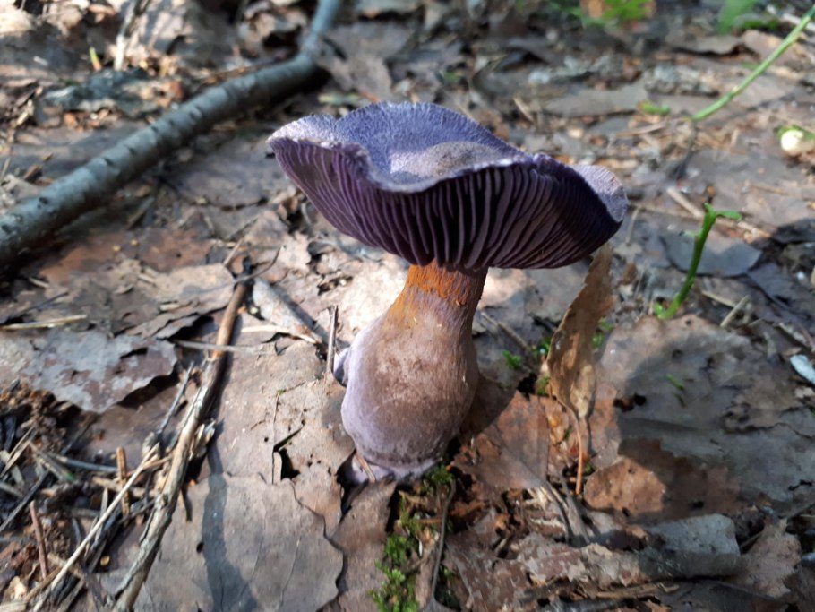 Черный гриб и ещё синий гриб