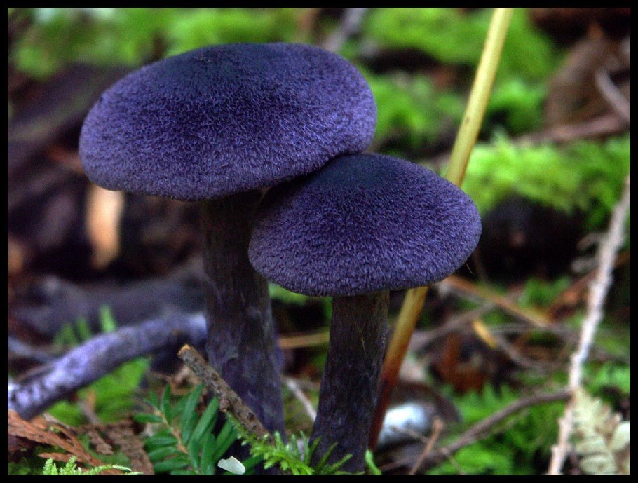 Гриб с синей шляпкой