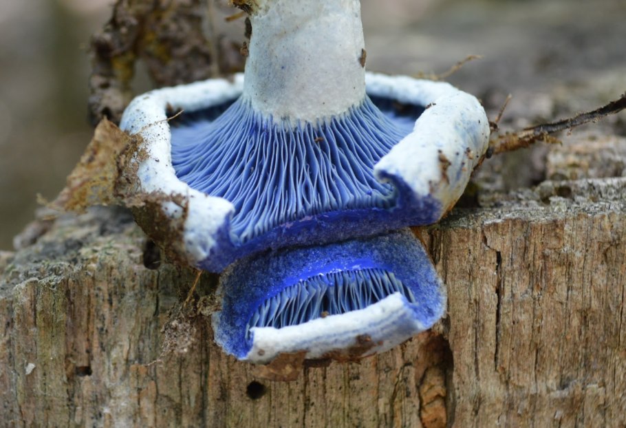 Млечник голубой Lactarius Indigo