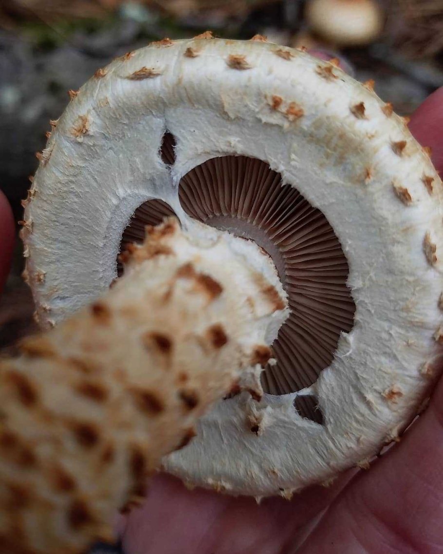 Чешуйчатка Гаревая гриб