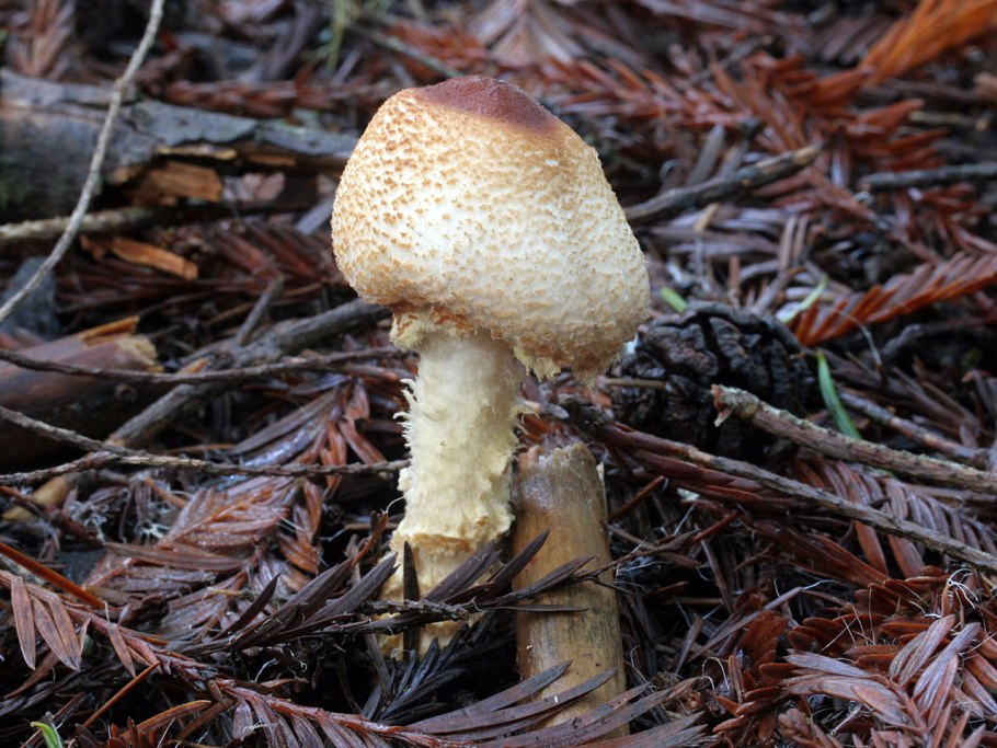 Чешуйчатка обыкновенная несъедобная