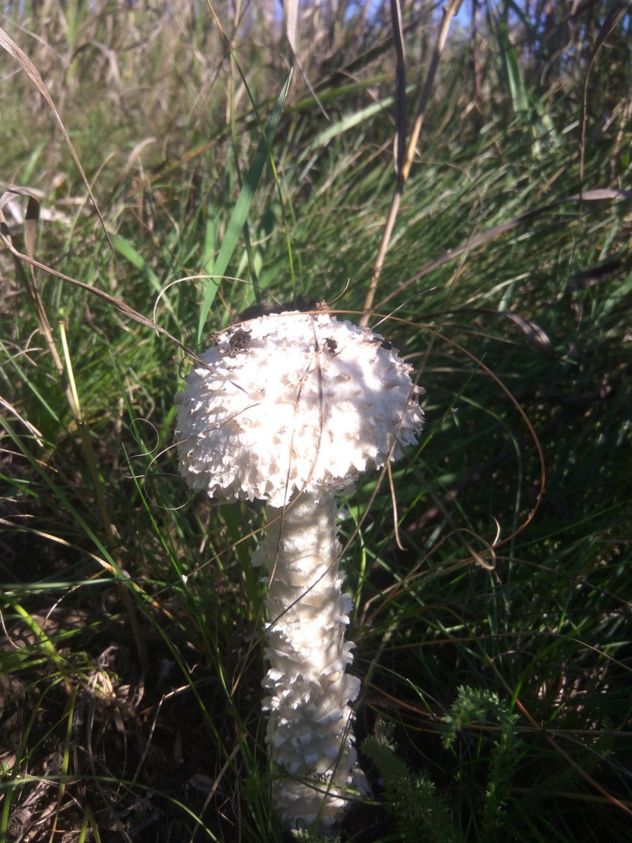 Мухомор Виттадини