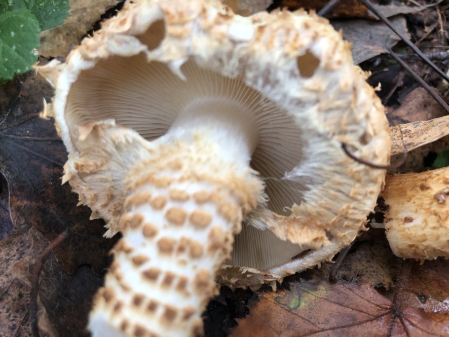 Гриб чешуйчатка белая
