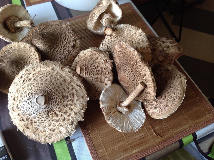 Болетин (род грибов)