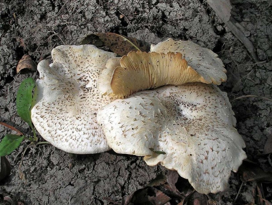 Гриб навозник