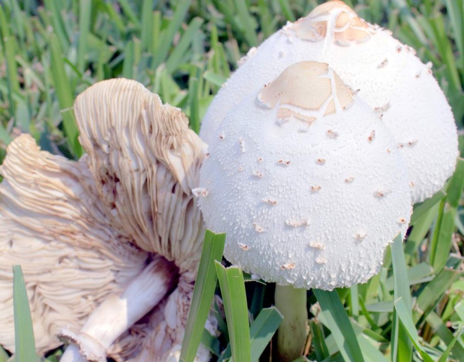 Coprinus Niveus