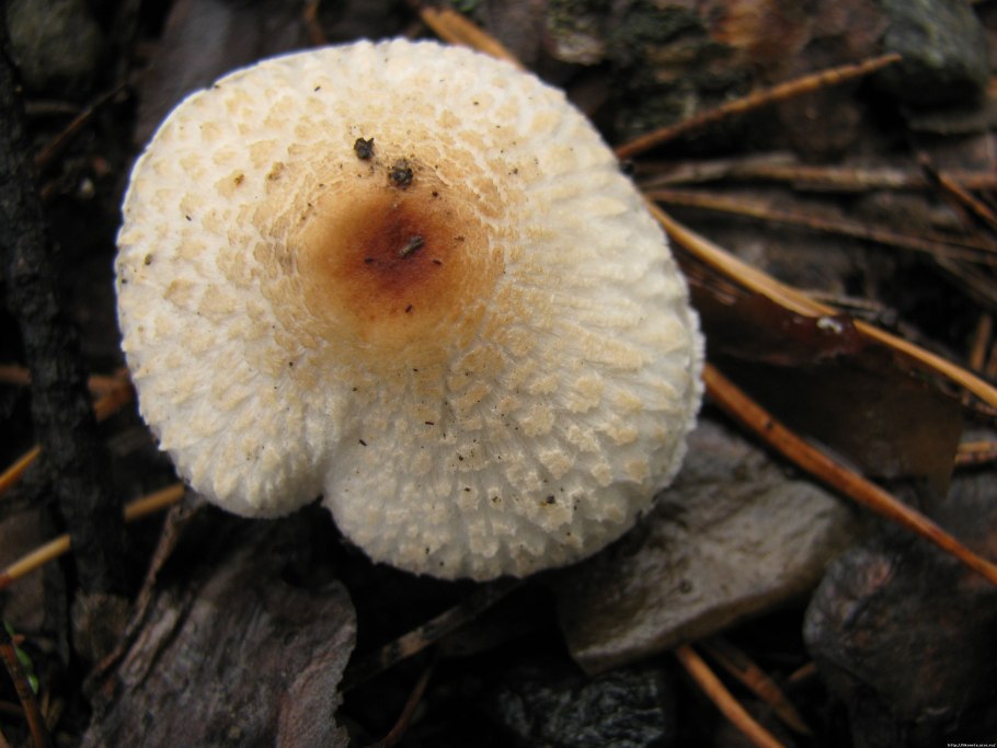 Гриб лепиота гребенчатая