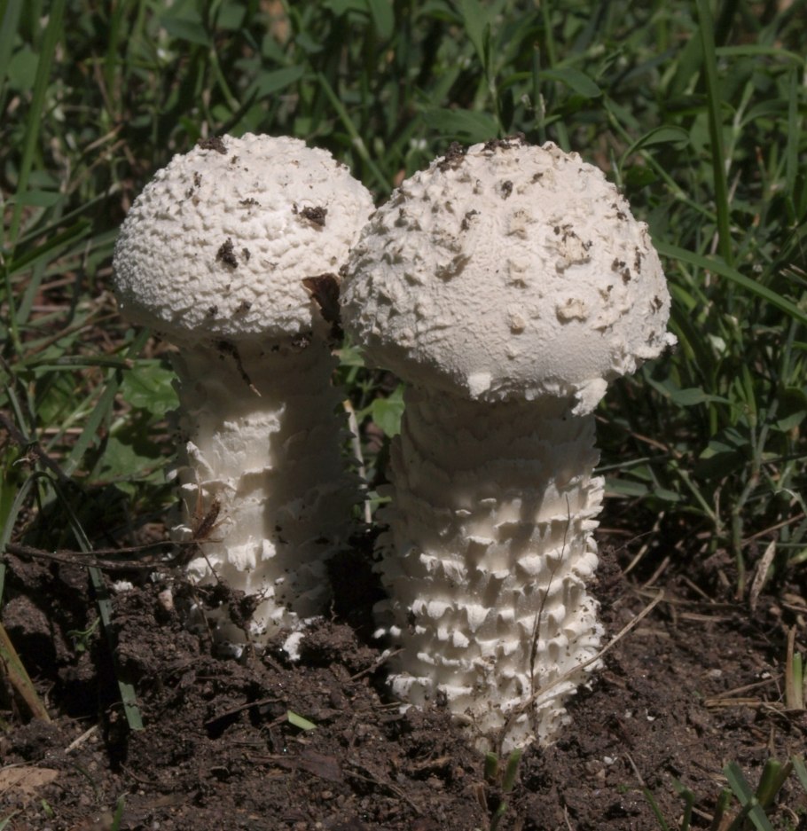 Гриб чешуйчатка золотистая съедобная