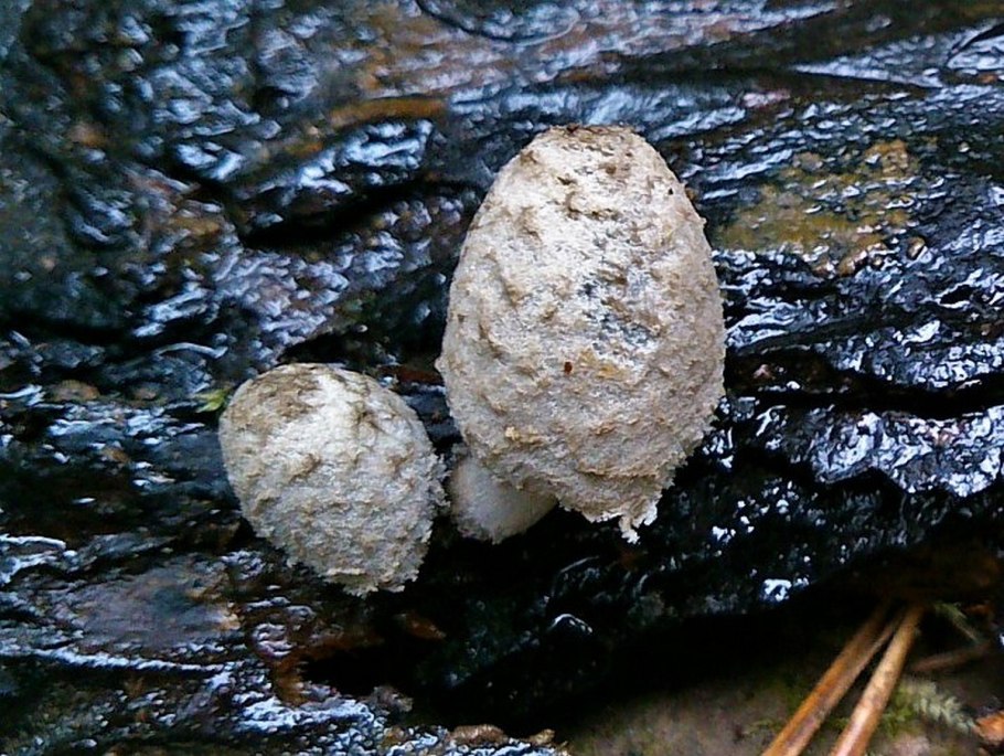 Навозник пестрый