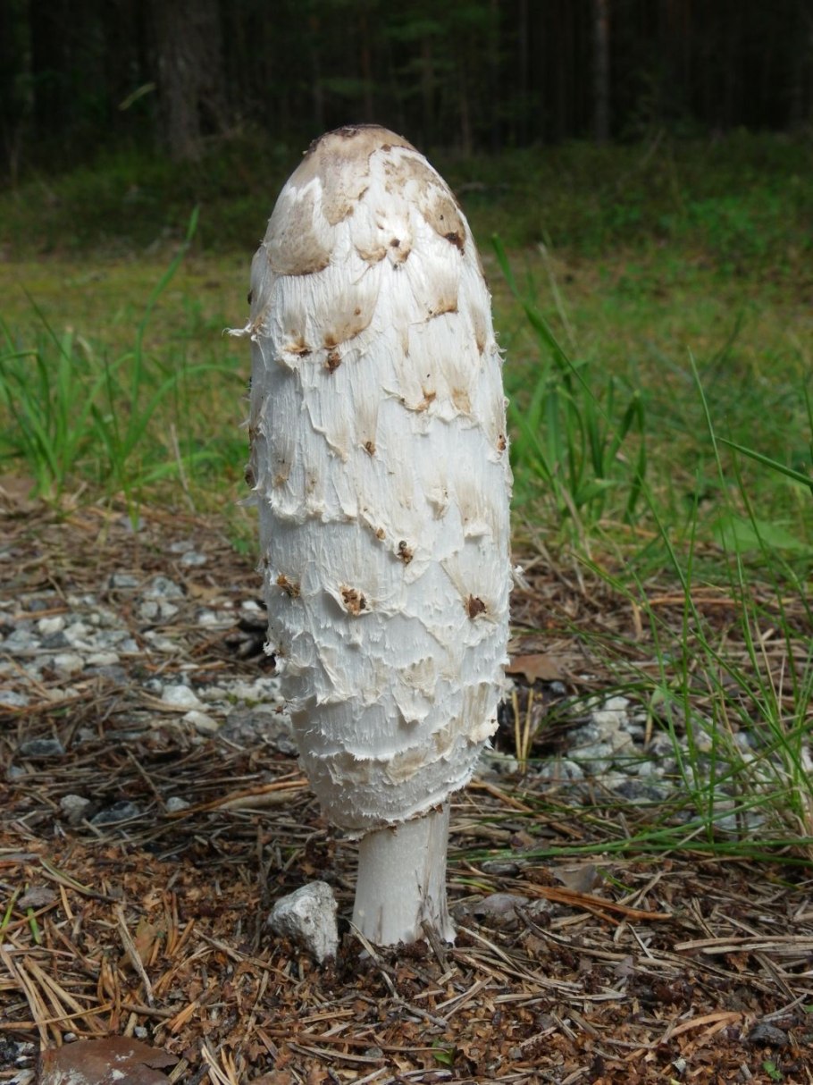 Пилолистник чешуйчатый