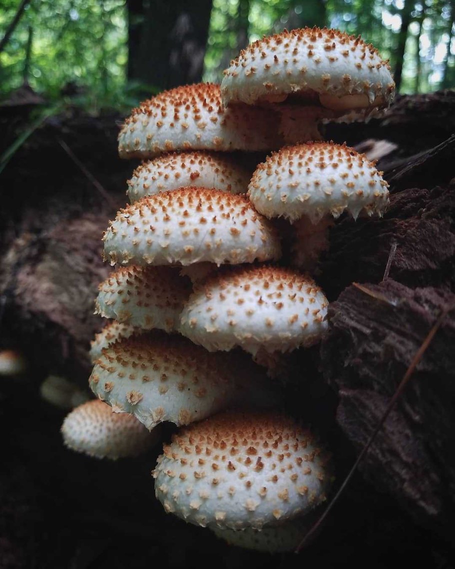 Гриб чешуйчатка обыкновенная Pholiota squarrosa