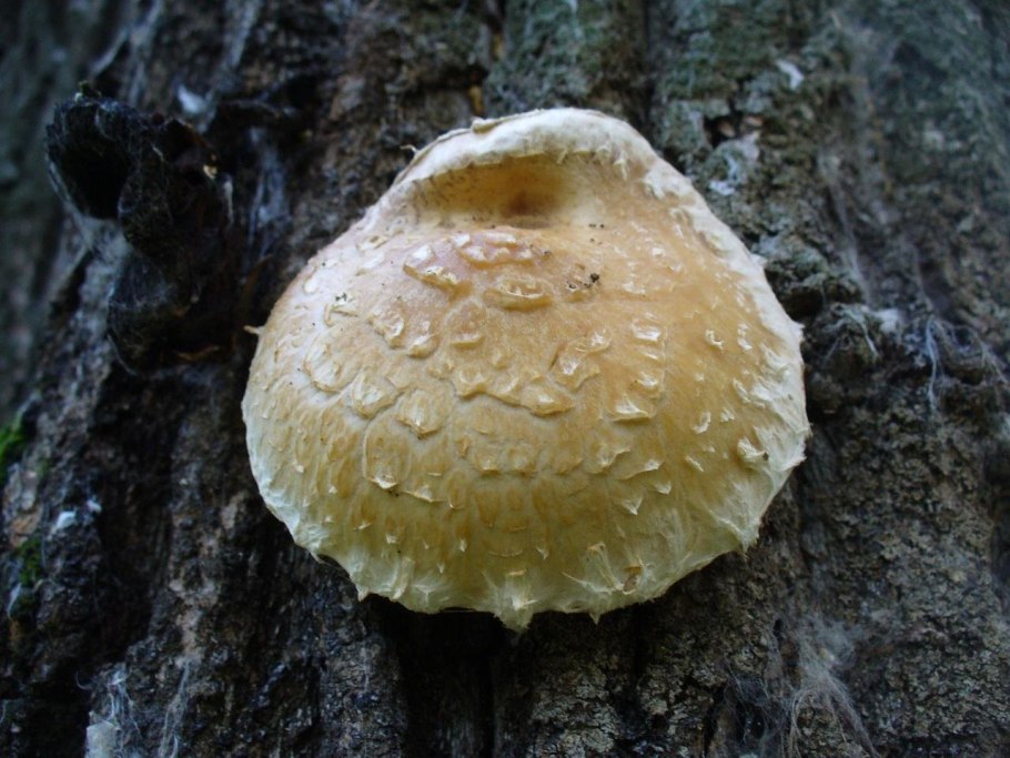 Чешуйчатка разрушающая Pholiota destruens