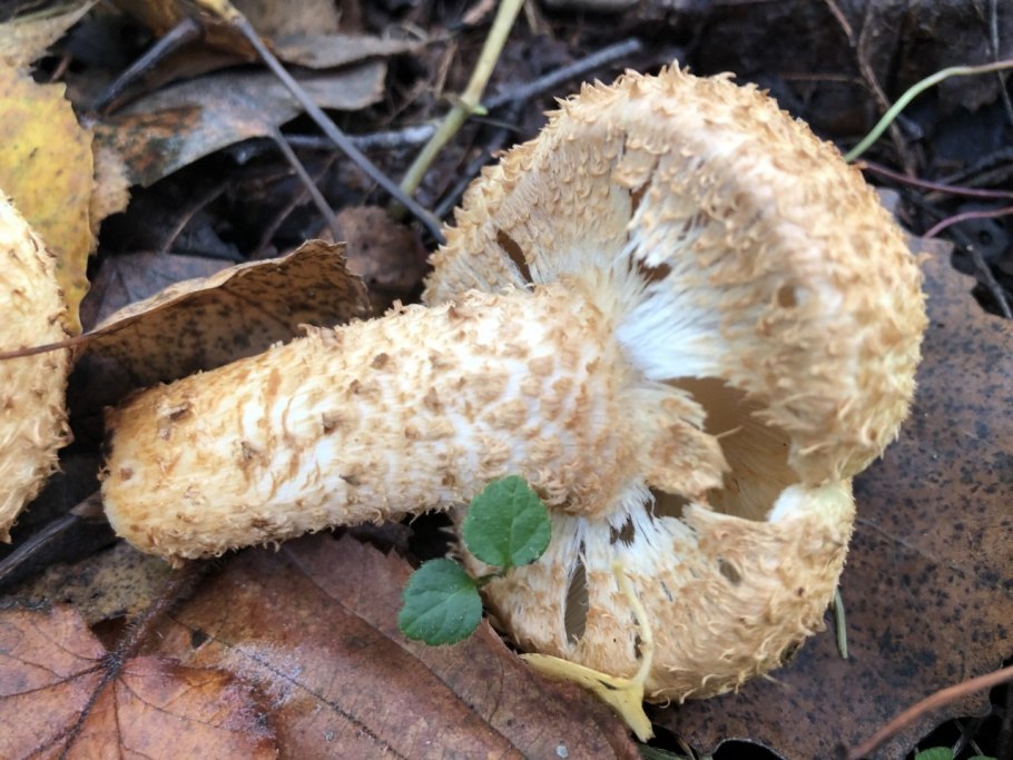 Белый гриб с чешуйками на шляпке