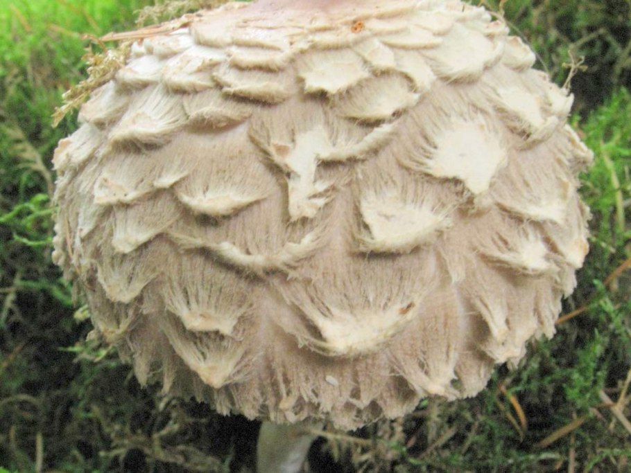 Зонтик пёстрый macrolepiota procera