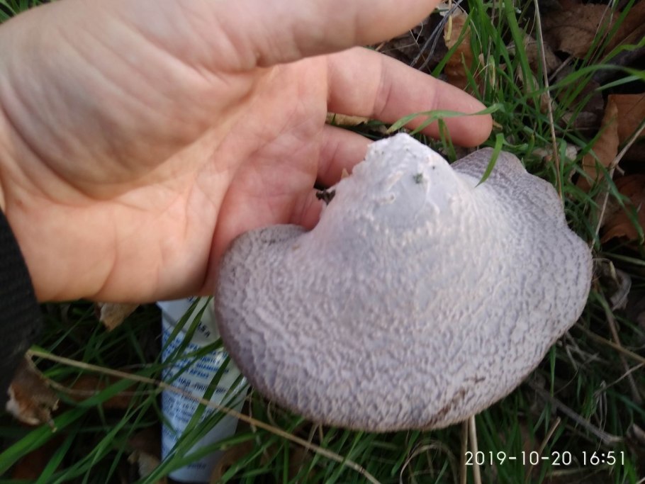 Плютей благородный Pluteus petasatus