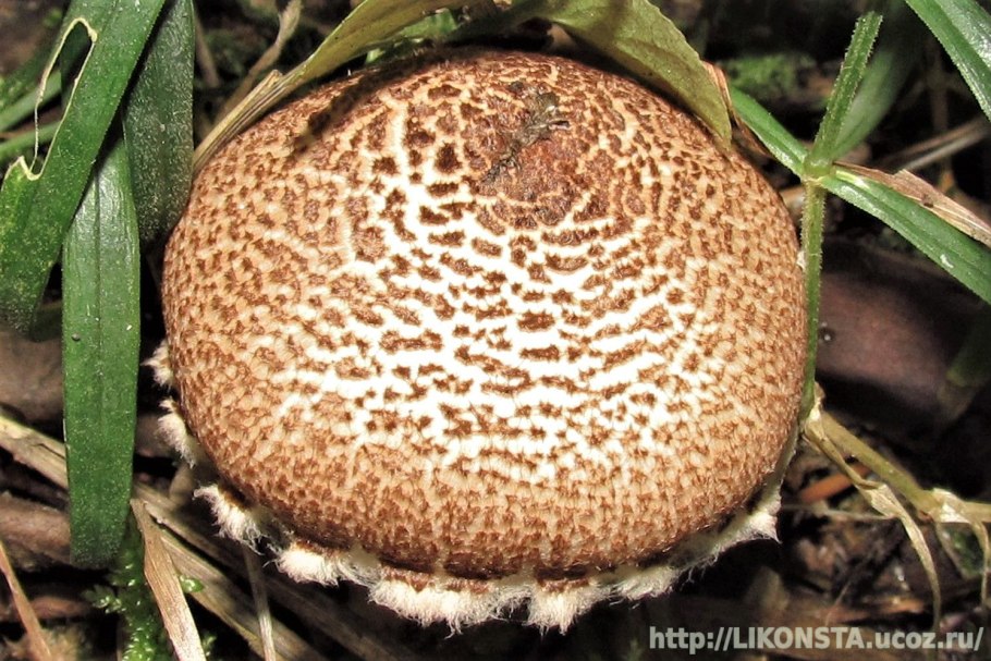 Навозник копринус