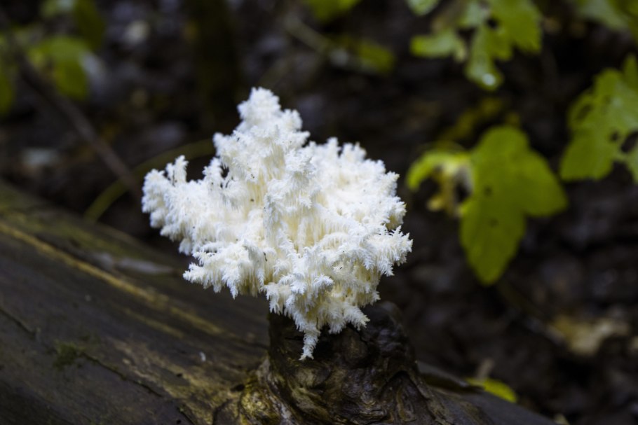 Гриб Походий на белый Корал