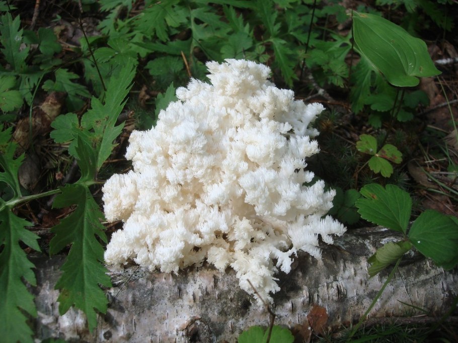 Ежовик белый коралловидный