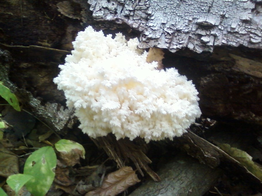 Королевский гриб коралл