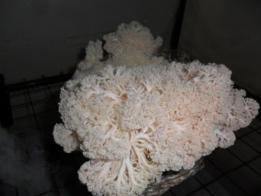 Ежовик коралловый ноотроп