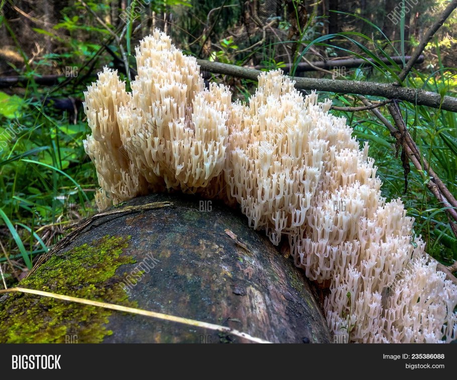Коралловый гриб Tremella