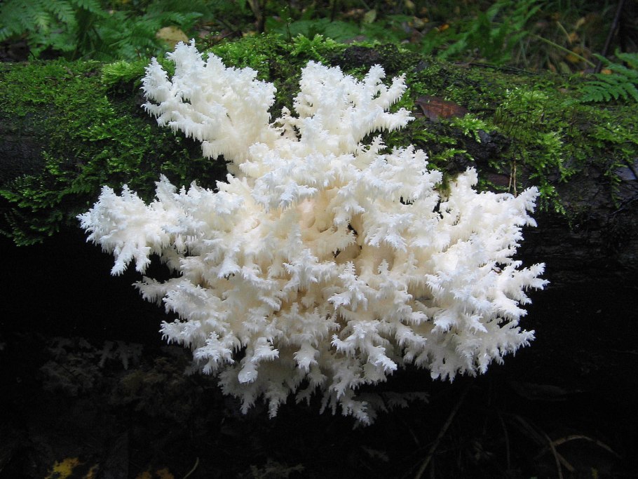 Коралловый гриб Tremella