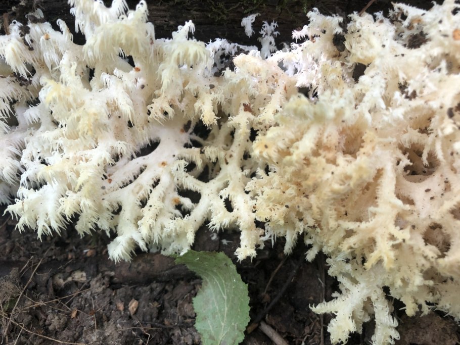 Ежовик коралловидный обыкновенный гриб