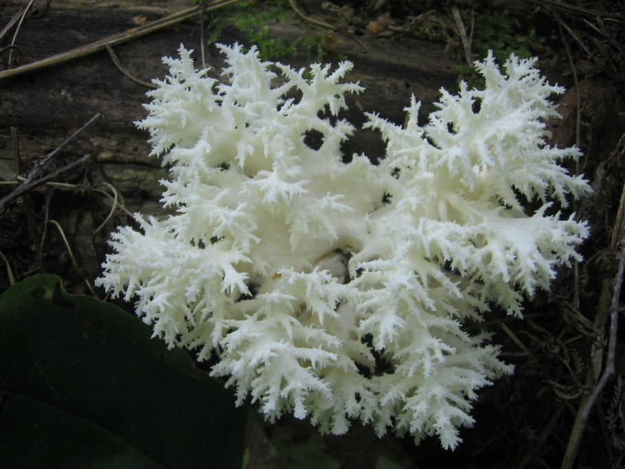 Белый коралл гриб